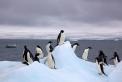 Antarctica- Adelie Penguins on iceberg (Jason Auch photo).jpg